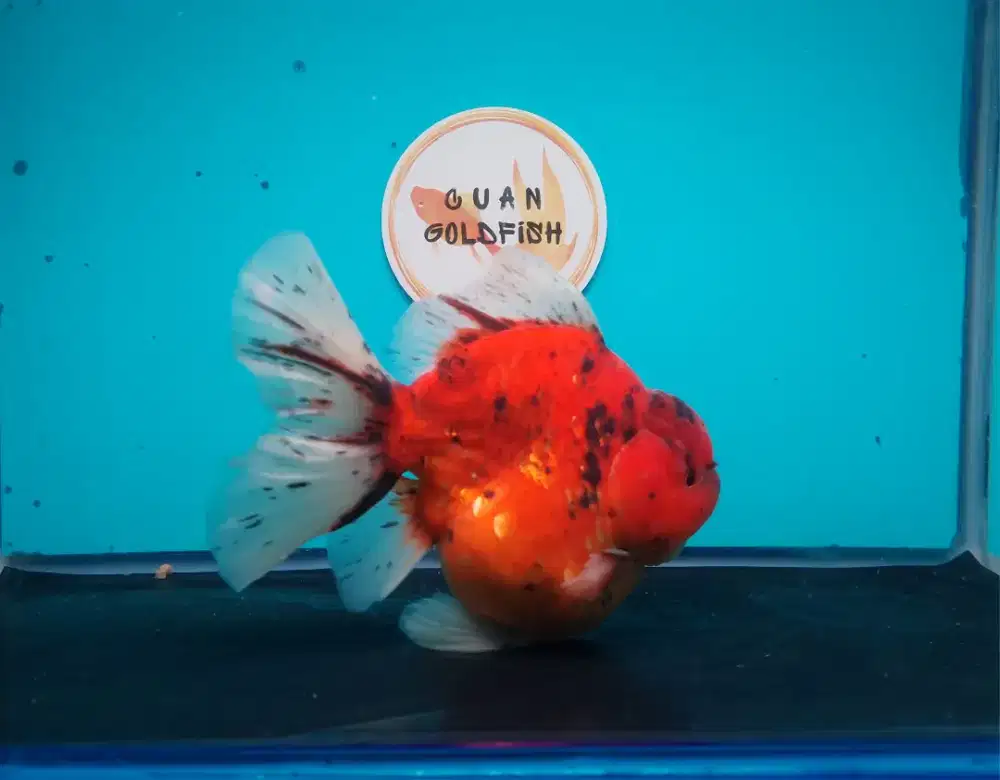 Ikan Mas Koki Oranda Tiger Size 15 Cm