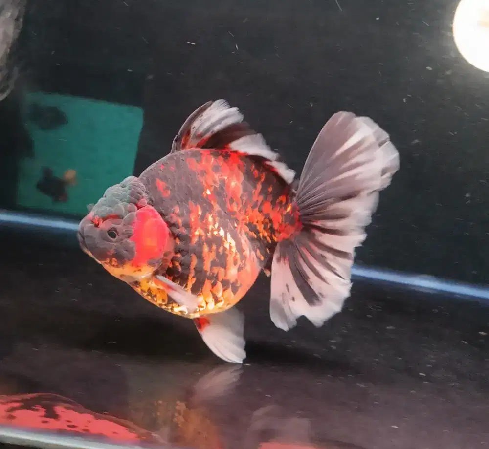 Ikan Mas Koki Oranda Panca Warna Size 16 Cm