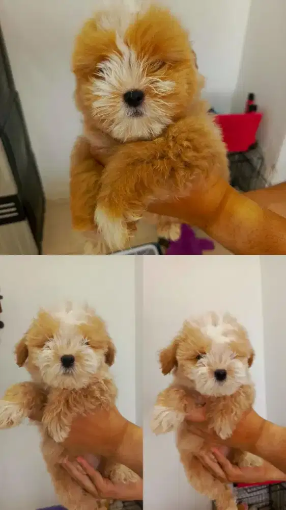 Anjing Shitzu Mini