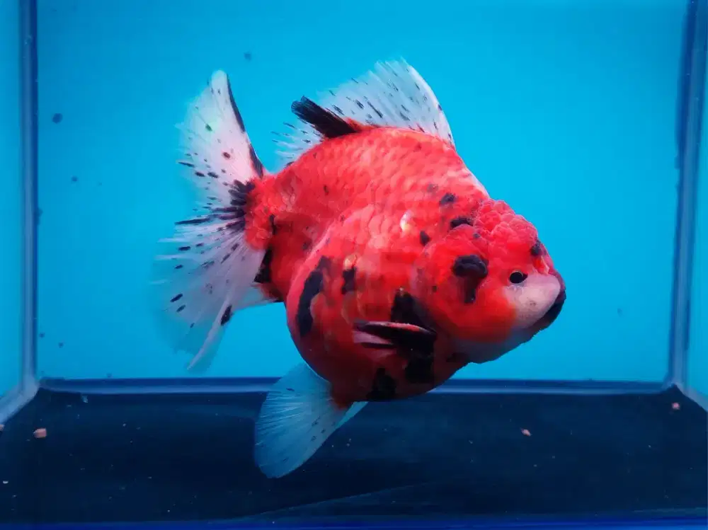 Ikan Mas Koki Oranda Tiger Size 15 Cm