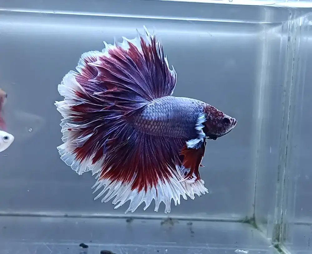 ikan cupang halfmoon lavender rosetail