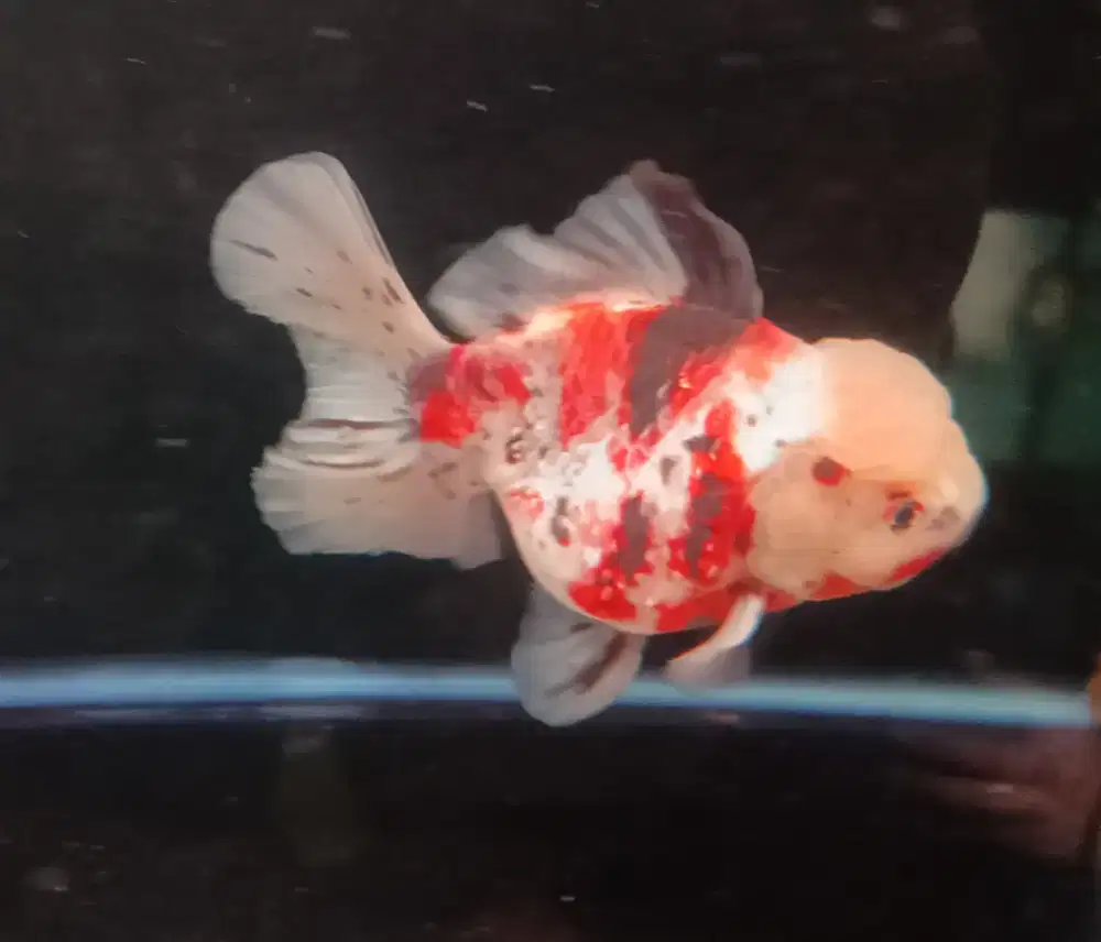 Ikan Mas Koki Oranda Panca Warna Size 13 Cm