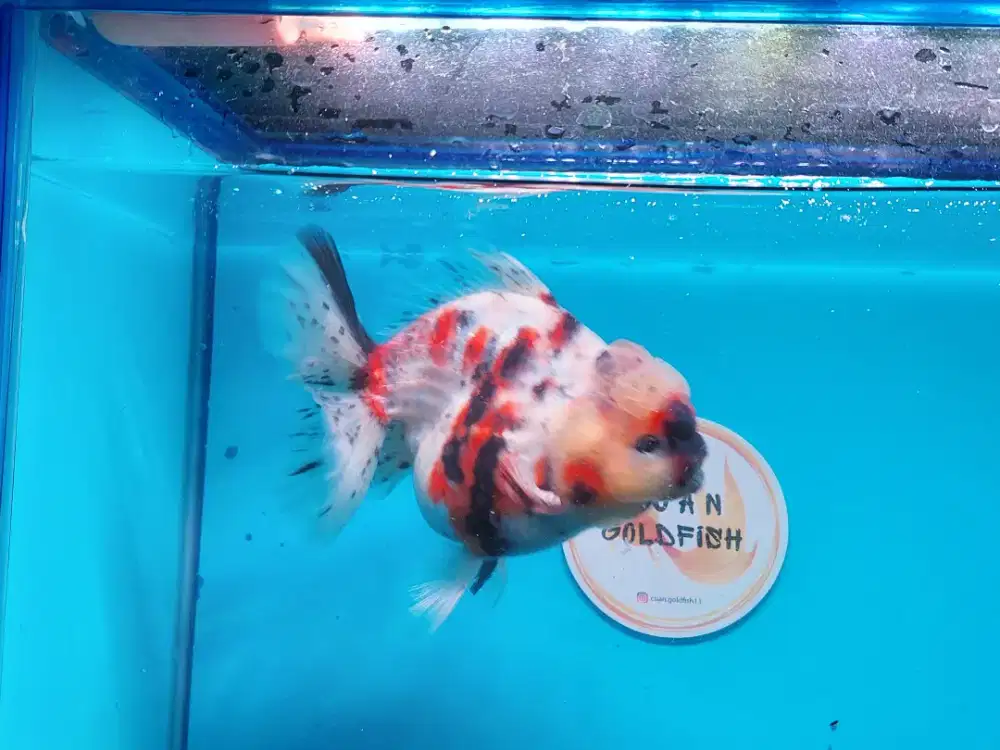 Ikan Mas Koki Oranda Panca Warna Size 14 Cm