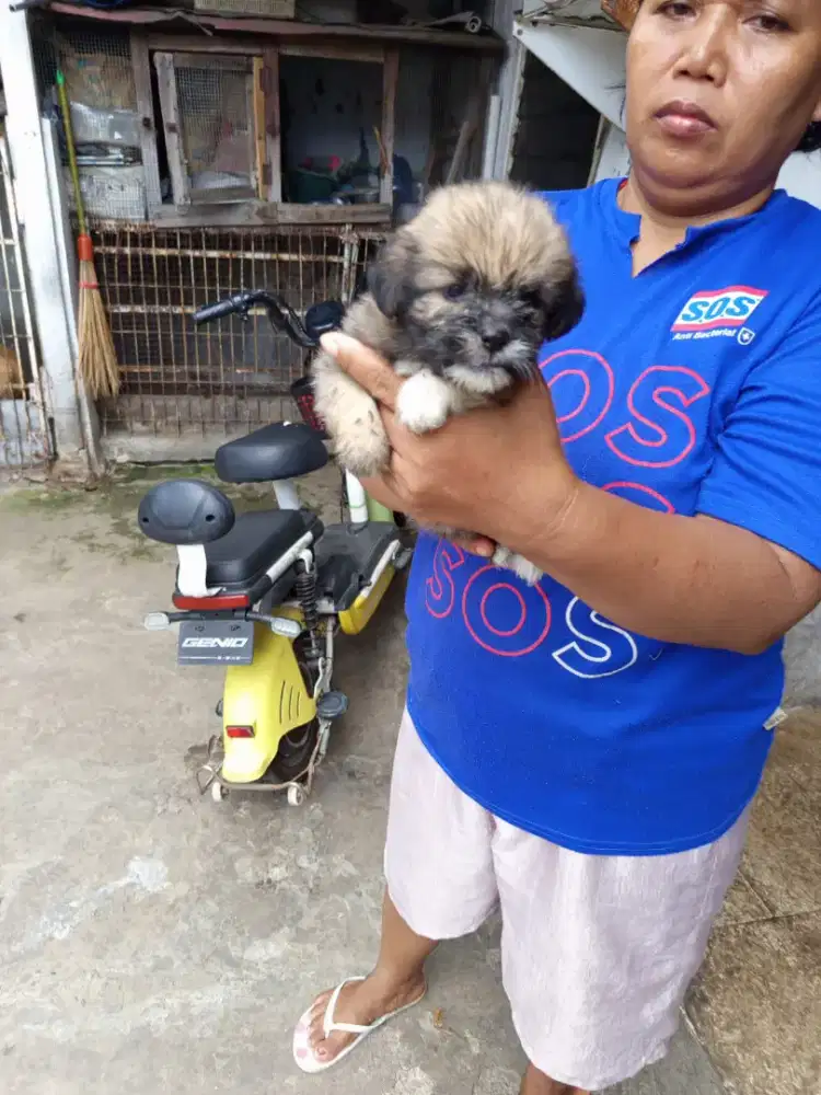 Anak anjing baster shitzu dan golden