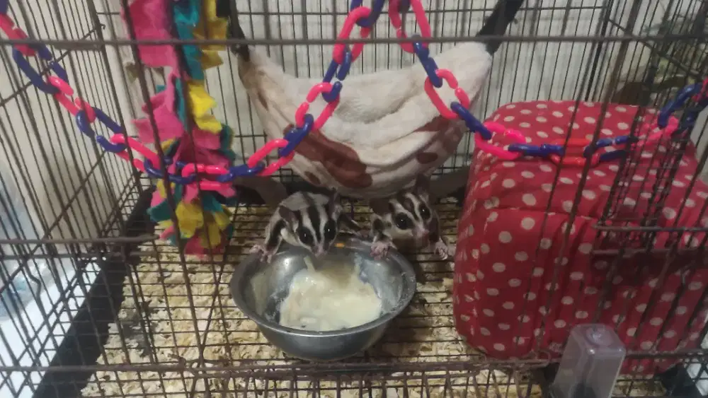 sugar glider clasic 1jodo+kandang+acc