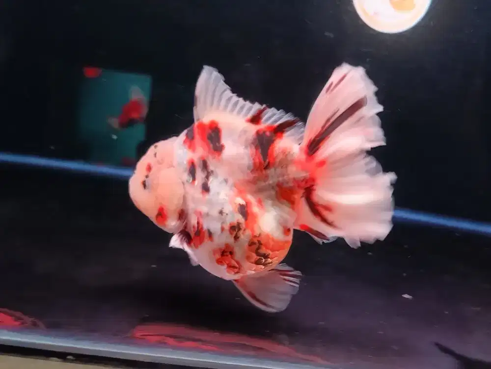 Ikan Mas Koki Oranda Panca Warna Size 14 Cm