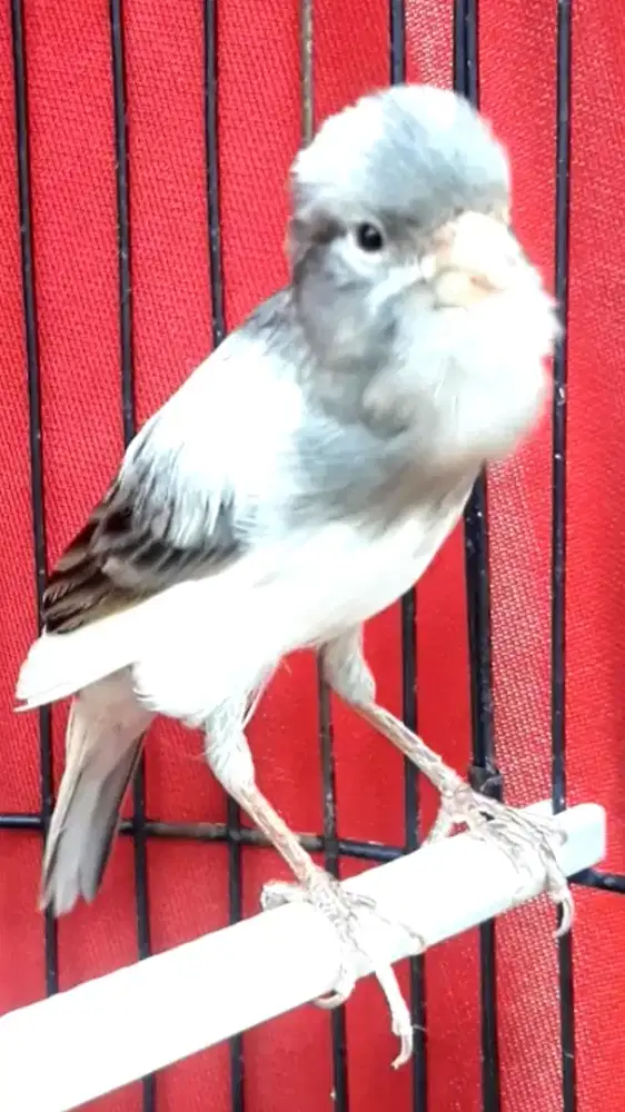 BURUNG KENARI PANDA GACOR MUKA NGEBARONG DOOR