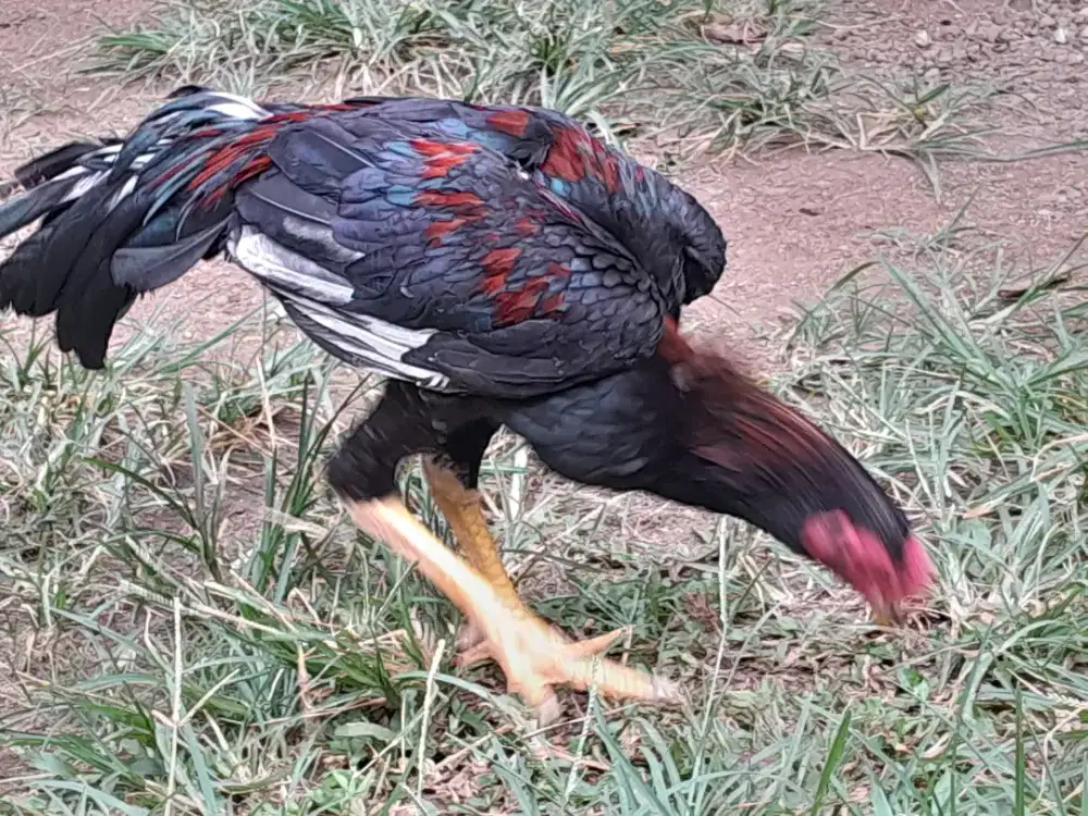 Ayam jantan bangkok muda