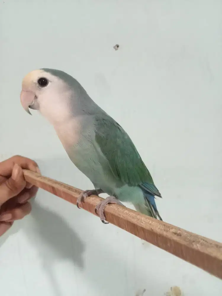 Burung Lovebird grey