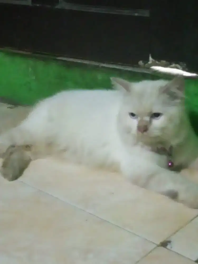 adop kucing jantan 2 tahun