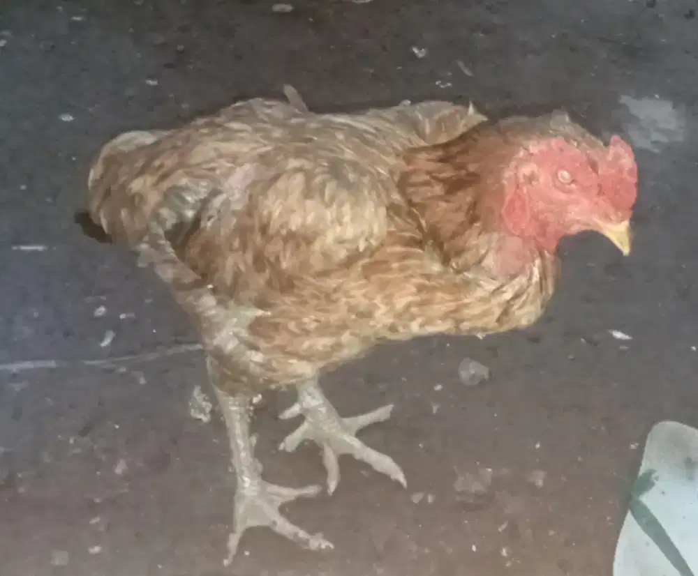 Ayam sehat gemuk