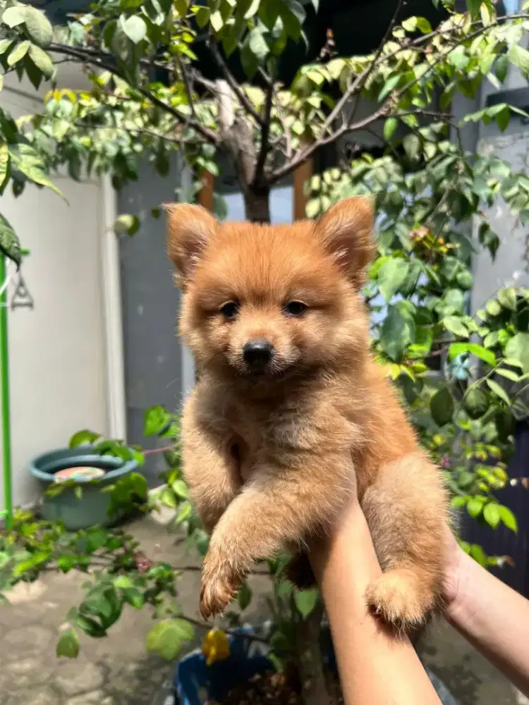 Puppies Minipom Jantan