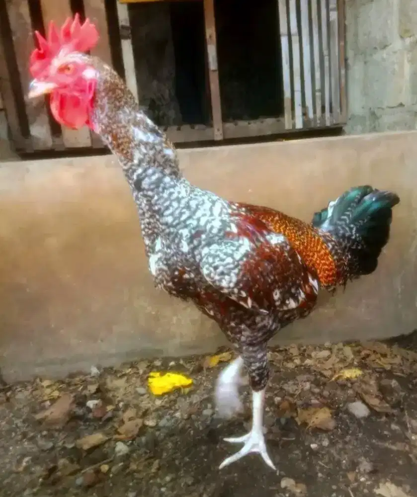 AYAM PELUNG JAGO