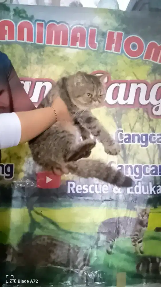 Kucing exotic betina cantik
