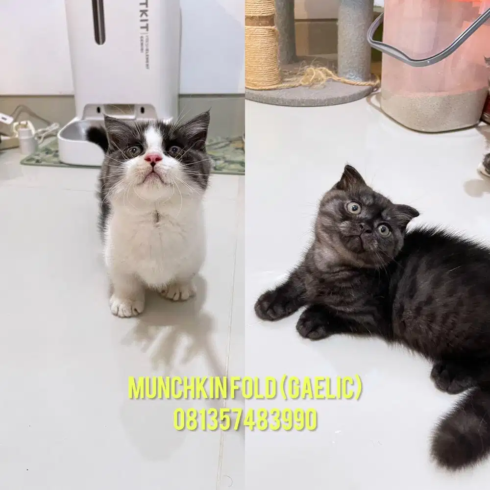 kitten munchkin scottish fold (gaelic)