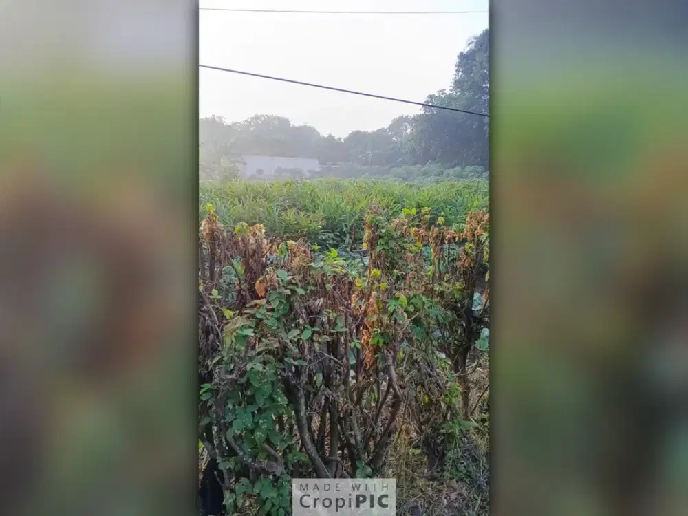 Di Jual Lahan Kosong 10 Hektar di Cileduk Setu Kab Bekasi