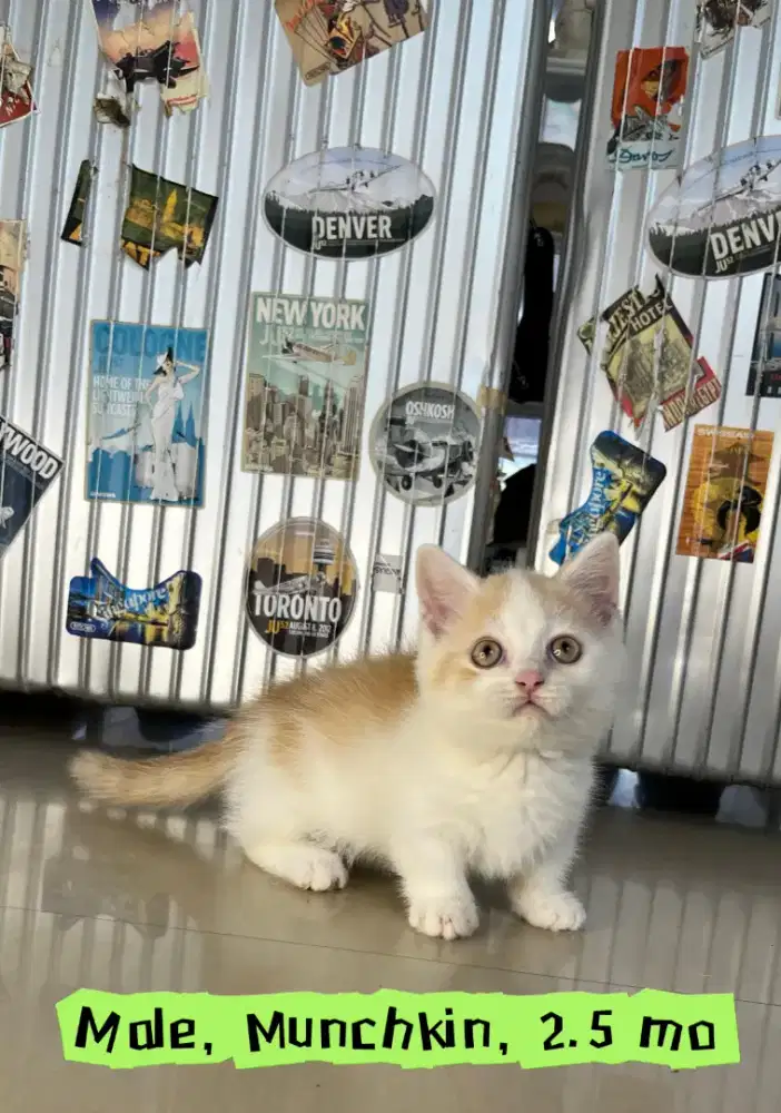 Bsh Munchkin Male