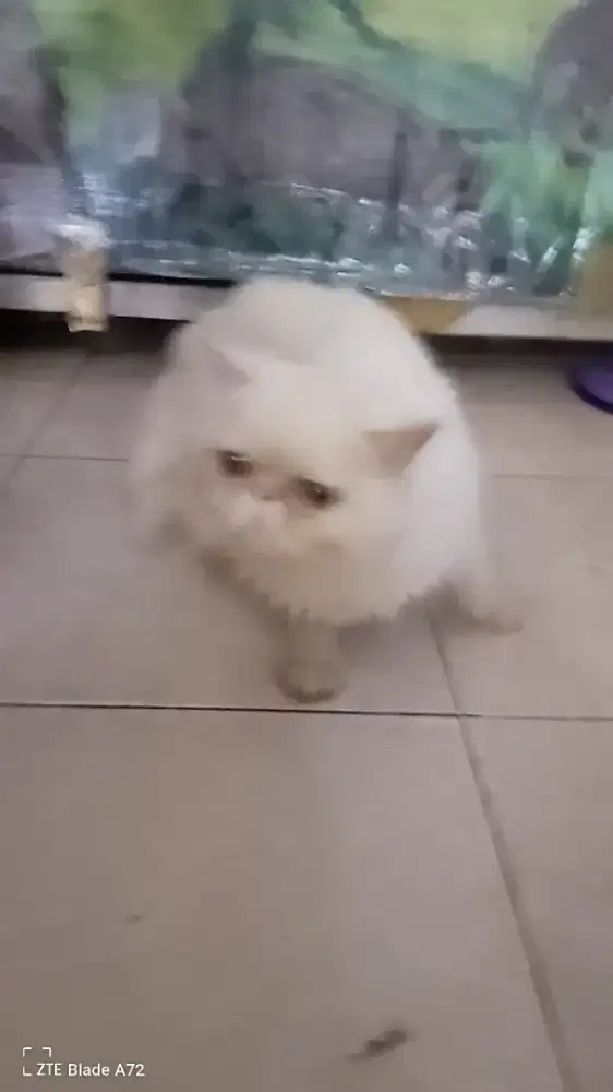 Kucing Persia pesek putih jantan cakep