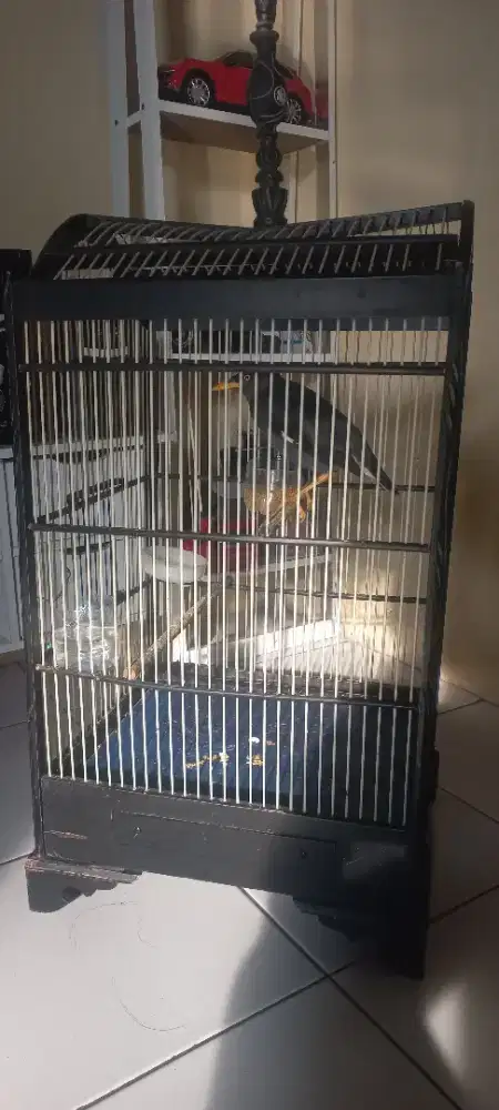 jalak kebo sama kandang