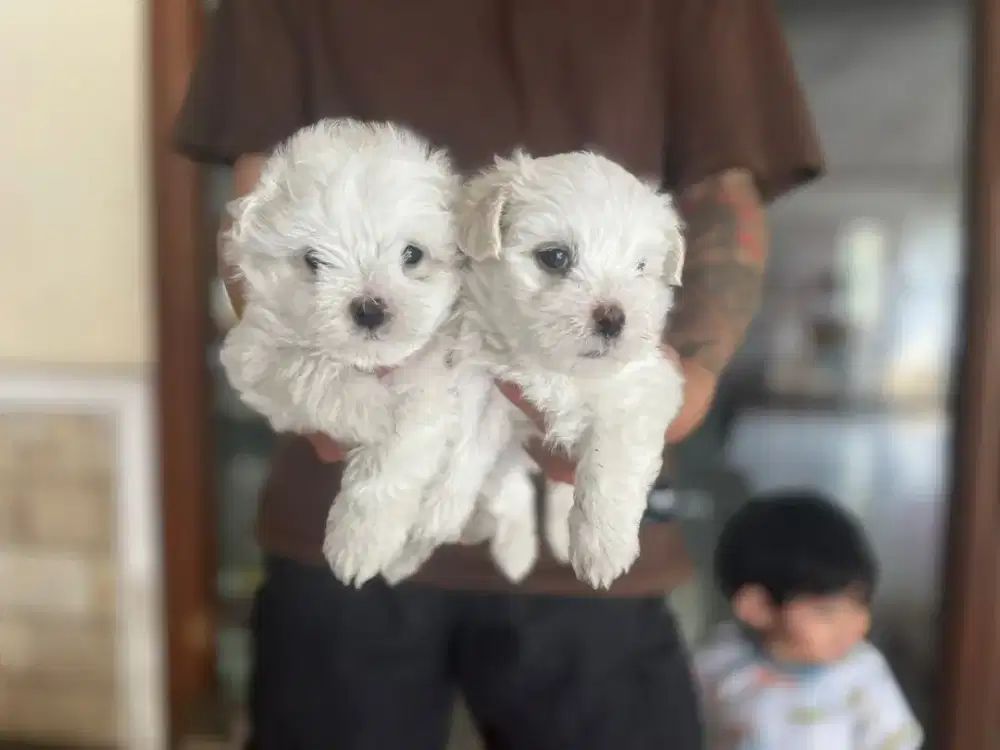 Maltese jantan kosongan