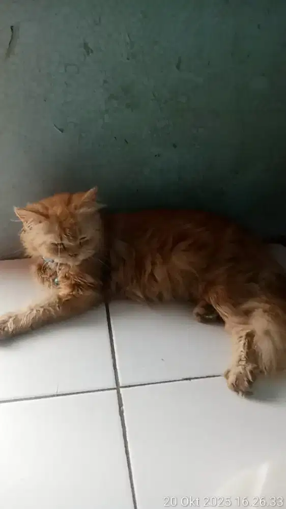 Open adopsi kucing persia