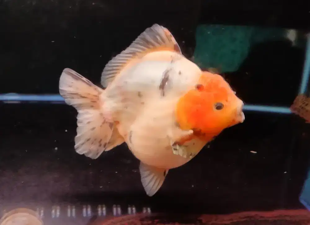 Ikan Mas Koki Oranda Panca Warna Size 14 Cm