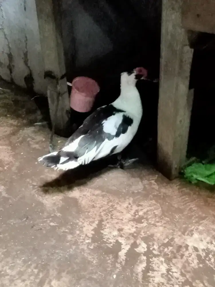 Kuyuk/entog betina