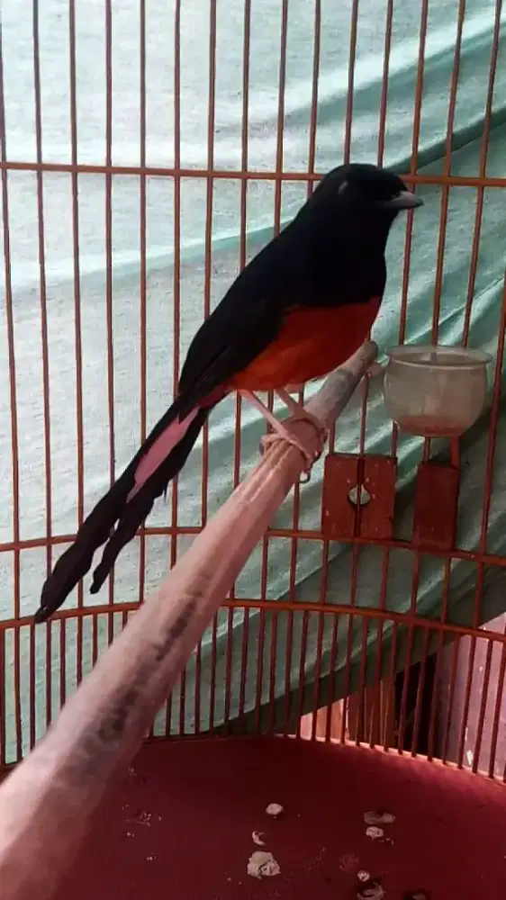 Burung murai hutan