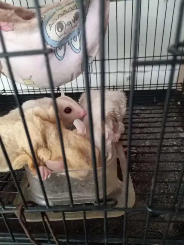 Sugar glider Cremino mata merah betina
