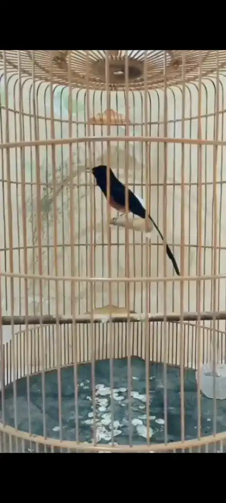 Burung murai medan