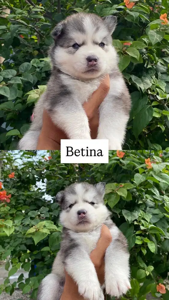Siberian Husky Puppy’s