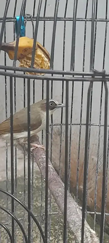 Promo ja deh 2 ekor jual burja