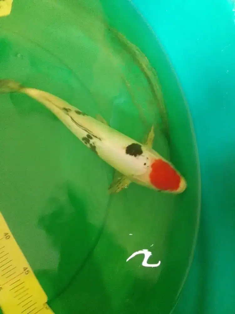 Ikan koi jenis Tancho Doitsu Showa 30cm original pola