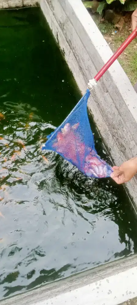 Punya ikan Peliharaan Empang Peternakan Ikan Mas & Nila