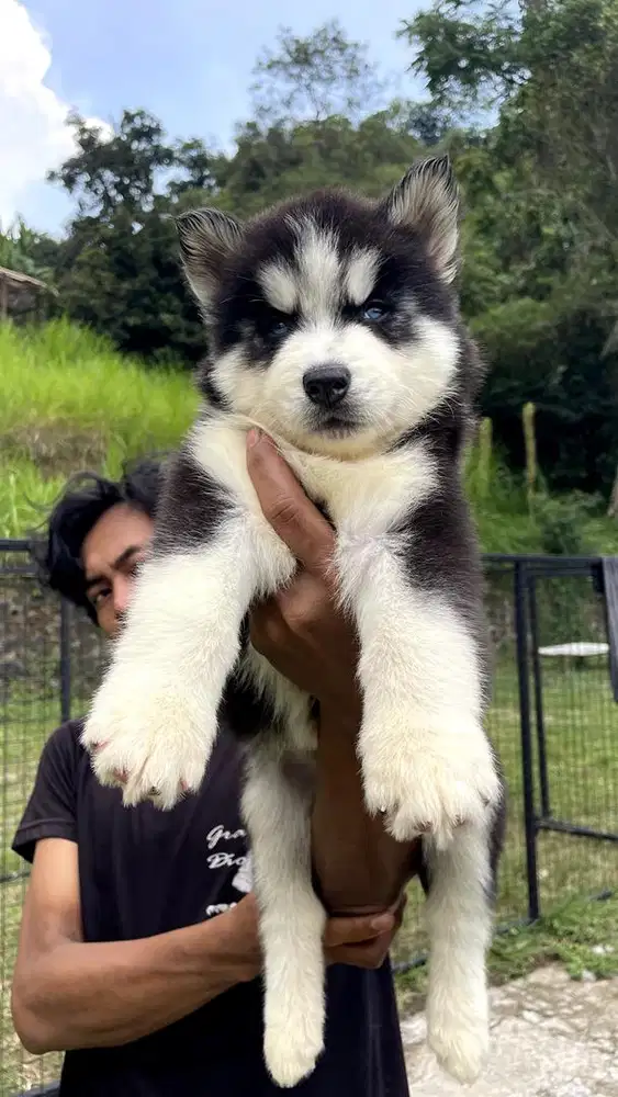 Siberian Husky Puppy’s