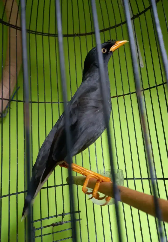 Burung jalak kebo
