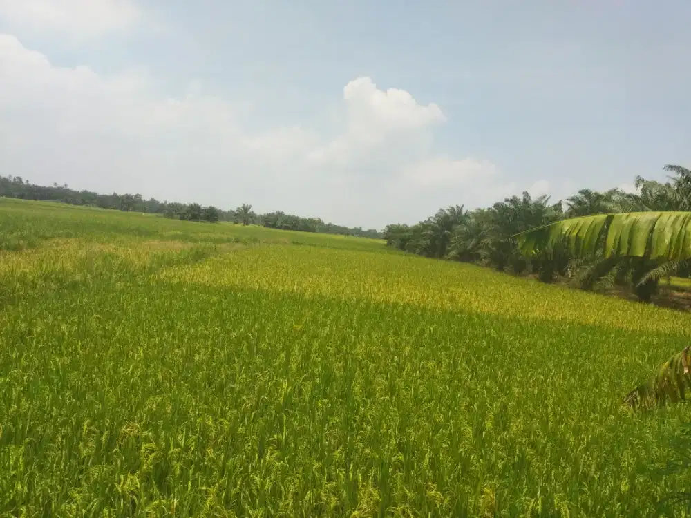Tanah Sawah 12 Rante