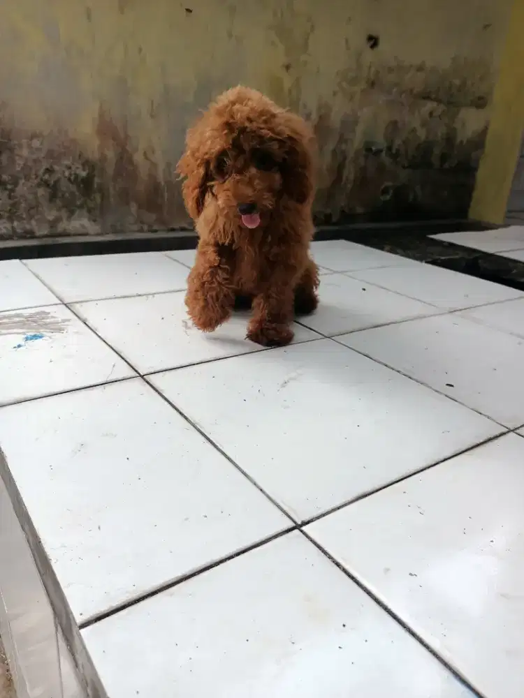 Red toy poodle cakep