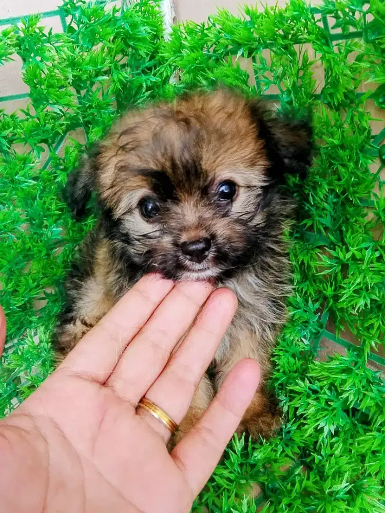 Minipom jantan usia 2 bulan