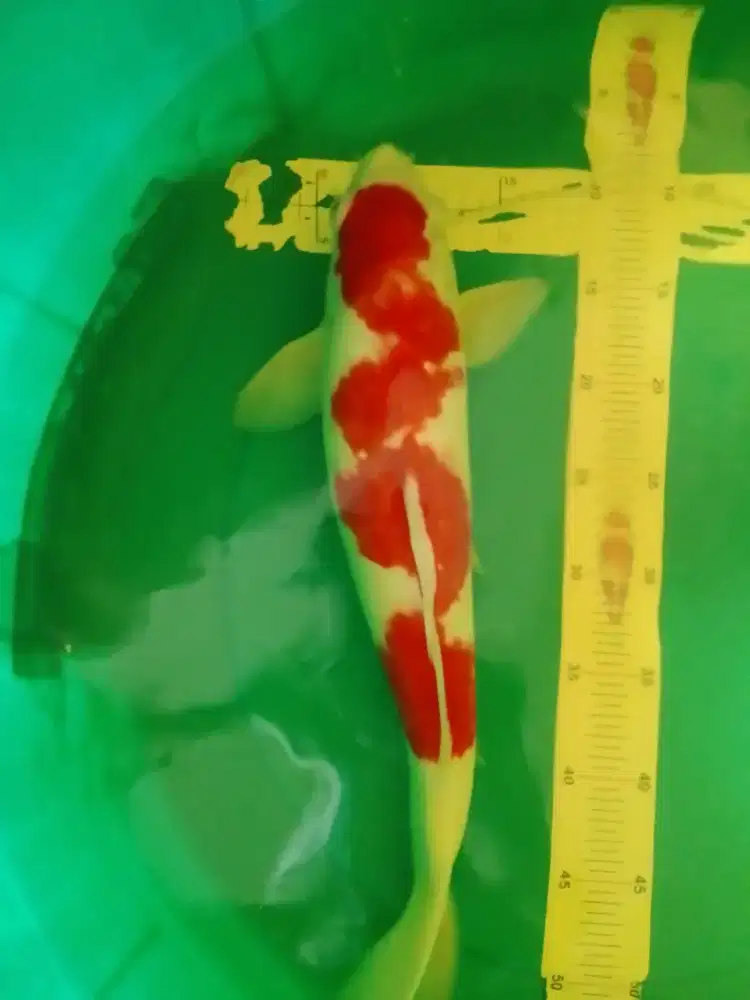 Ikan koi jenis Kohaku 47cm pola original warna merah