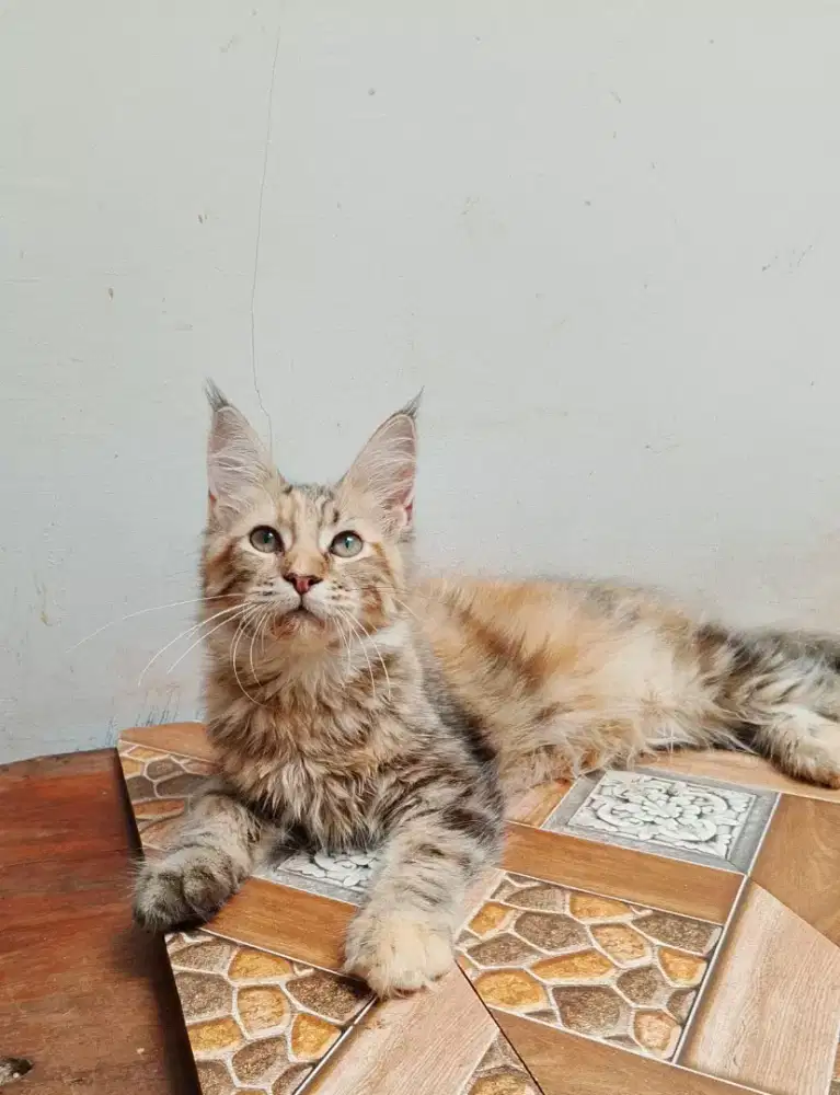 Kitten MaineCoon Betina Pure No mix. Induk ped Cfa Show quality