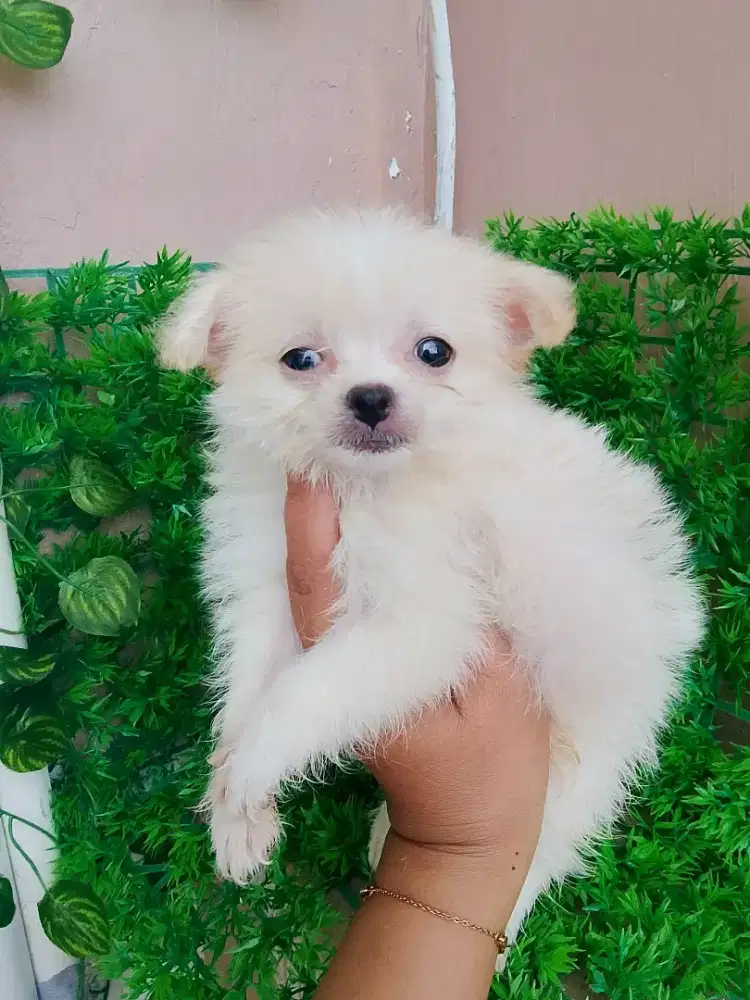 Minipom betyna 2