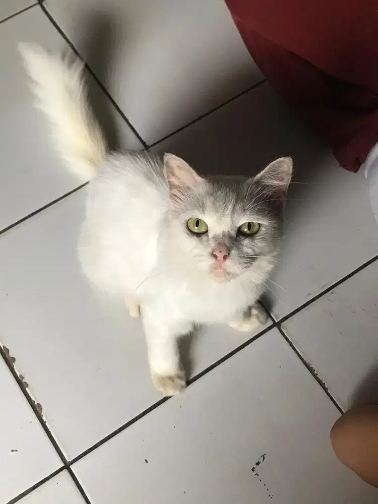 Open Adopt Kucing Betina Mix Persia