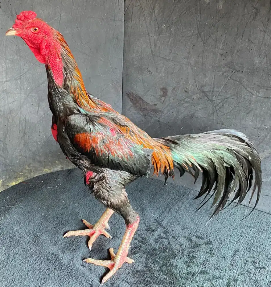 Ayam Bangkok ( Khoyngon )