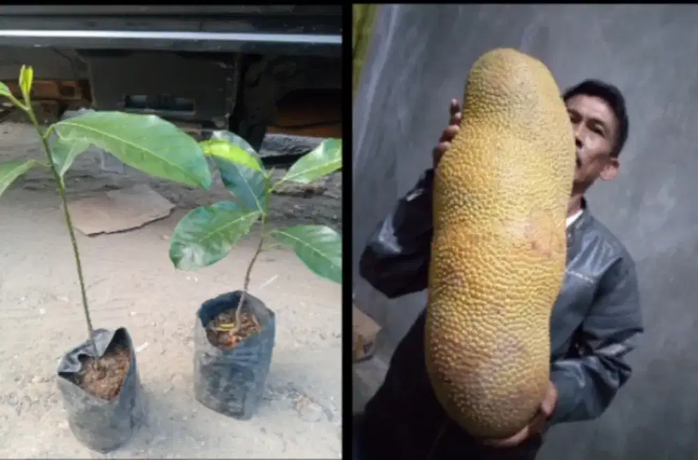 Cempedak guling