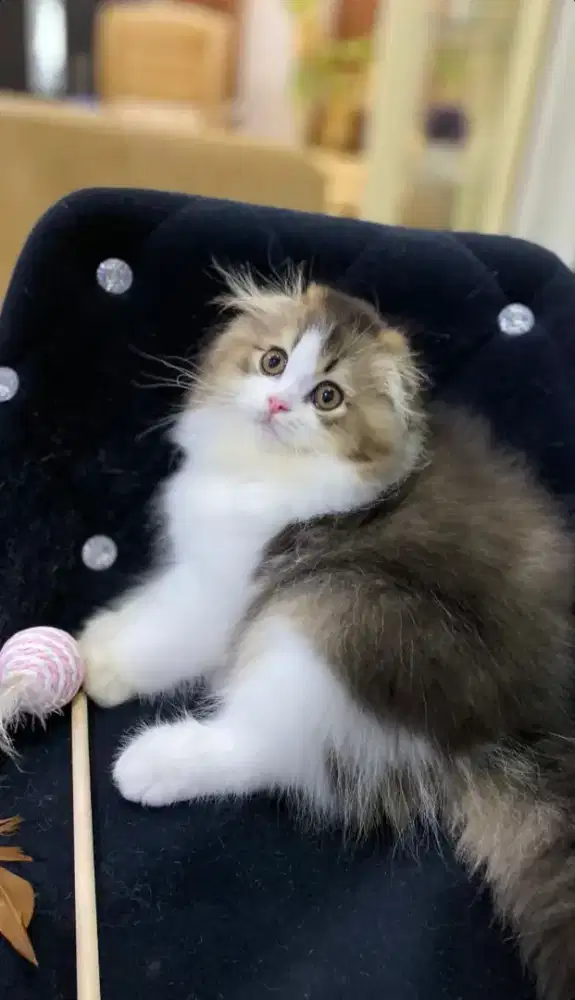 Scottish fold (triple) Longhair