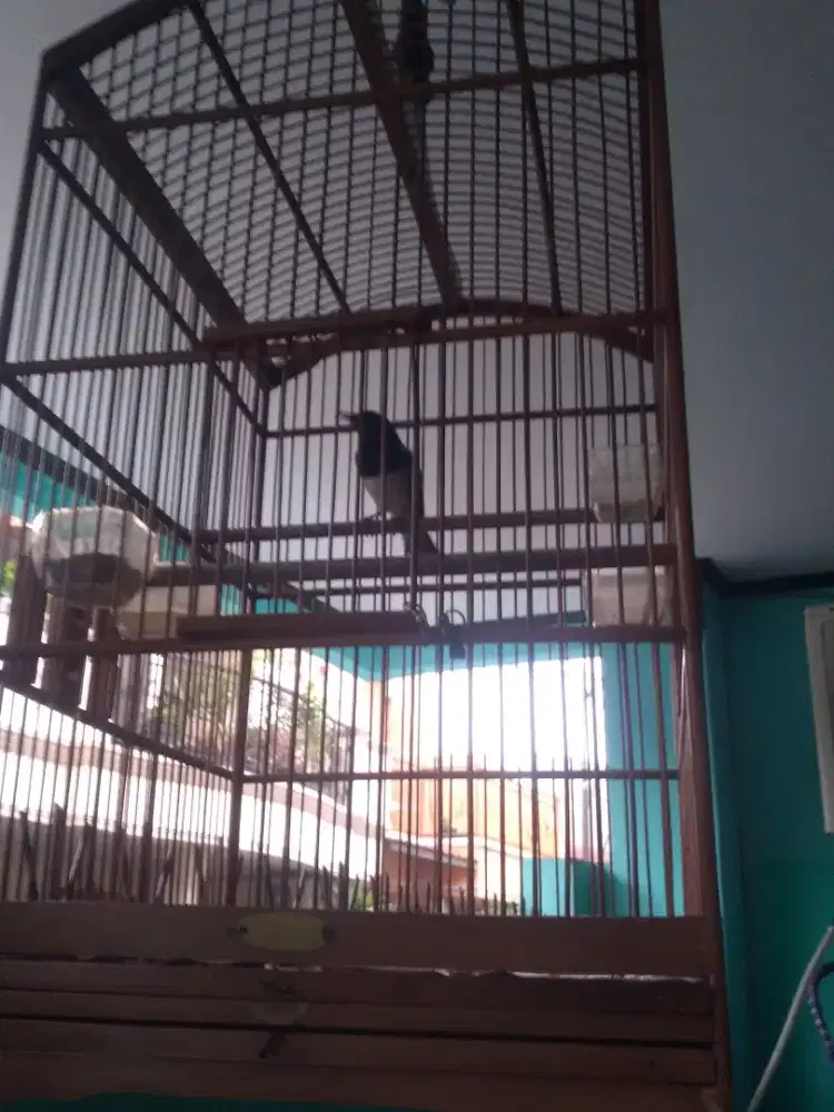 Jual burung kacer fulset