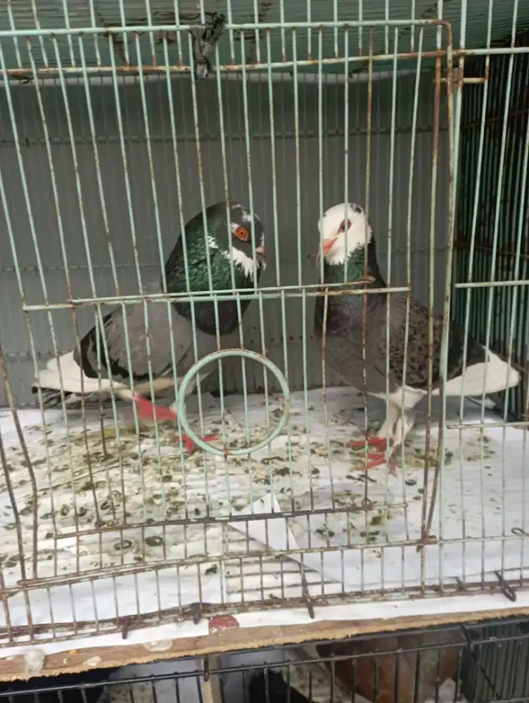 Merpati blantong