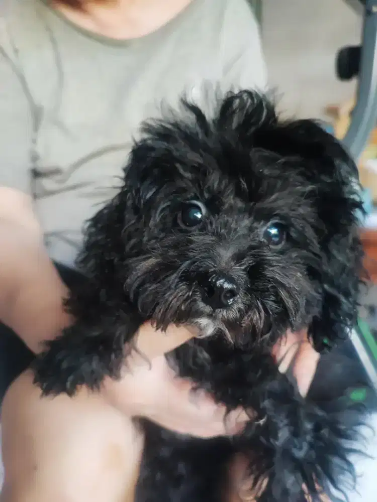 Black w/ marking white toypoodle