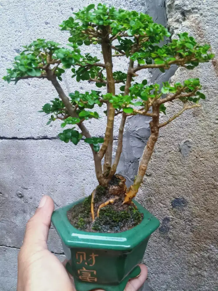 Bonsai Sancang Raff